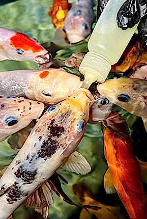 Biberonla Koi Balığı Besleme