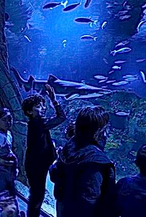 Köpekbalığı Besleme