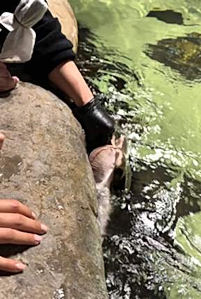 Vatoz Balığı Besleme